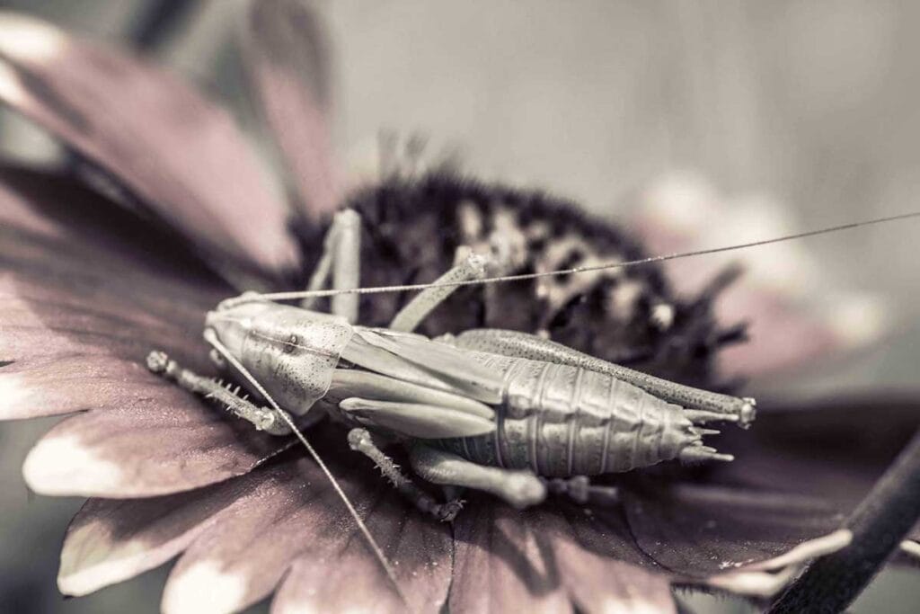 Makrofoto eines grünen Heupferdes - Ansicht von vorne liegend