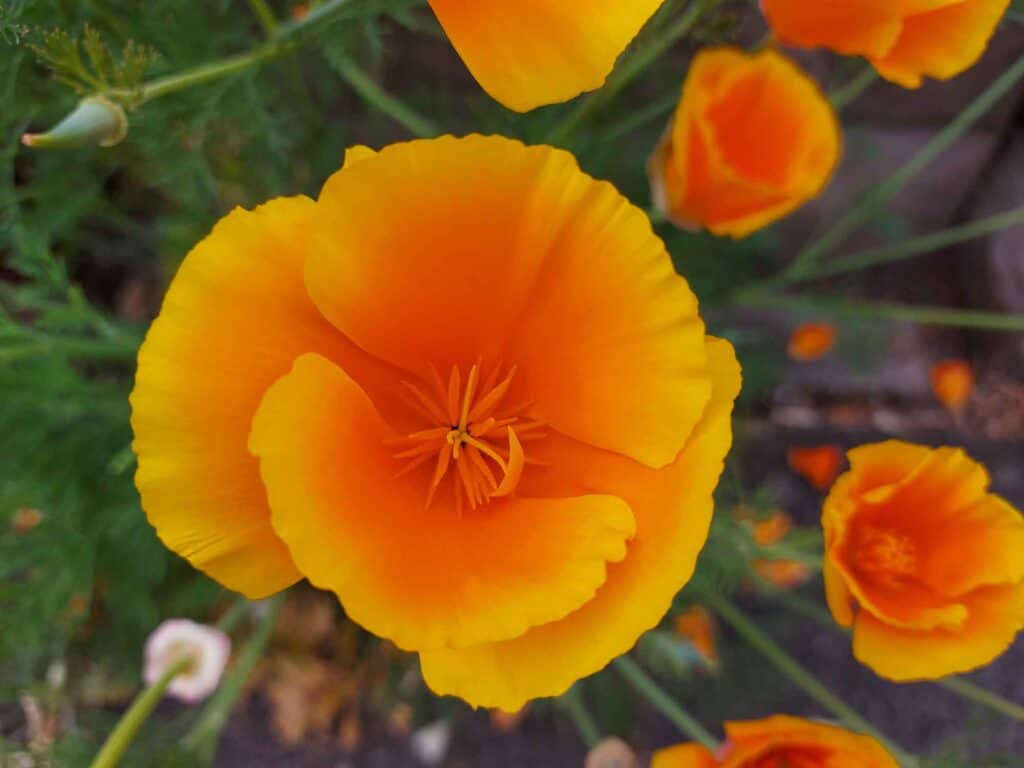 Kalifornischer Mohn - von oben fotografiert